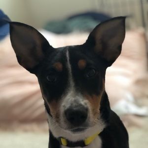 Meet your Posher, Bella